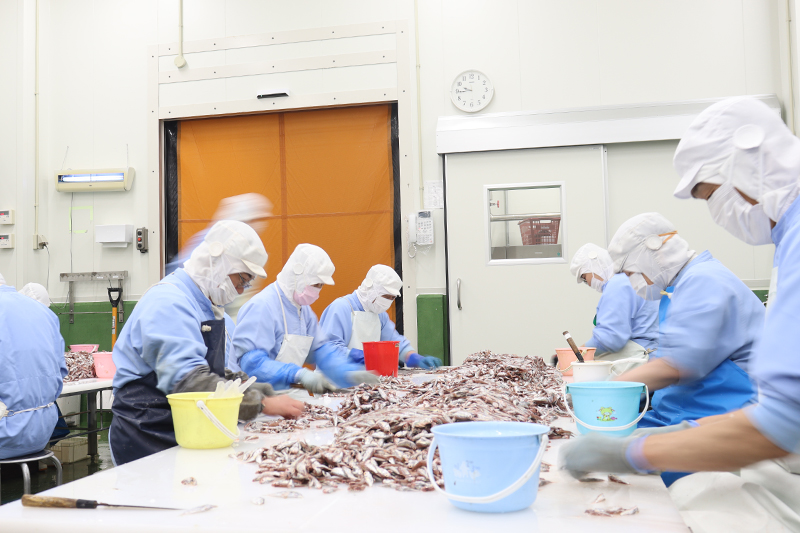 工場でホタルジャコをさばく