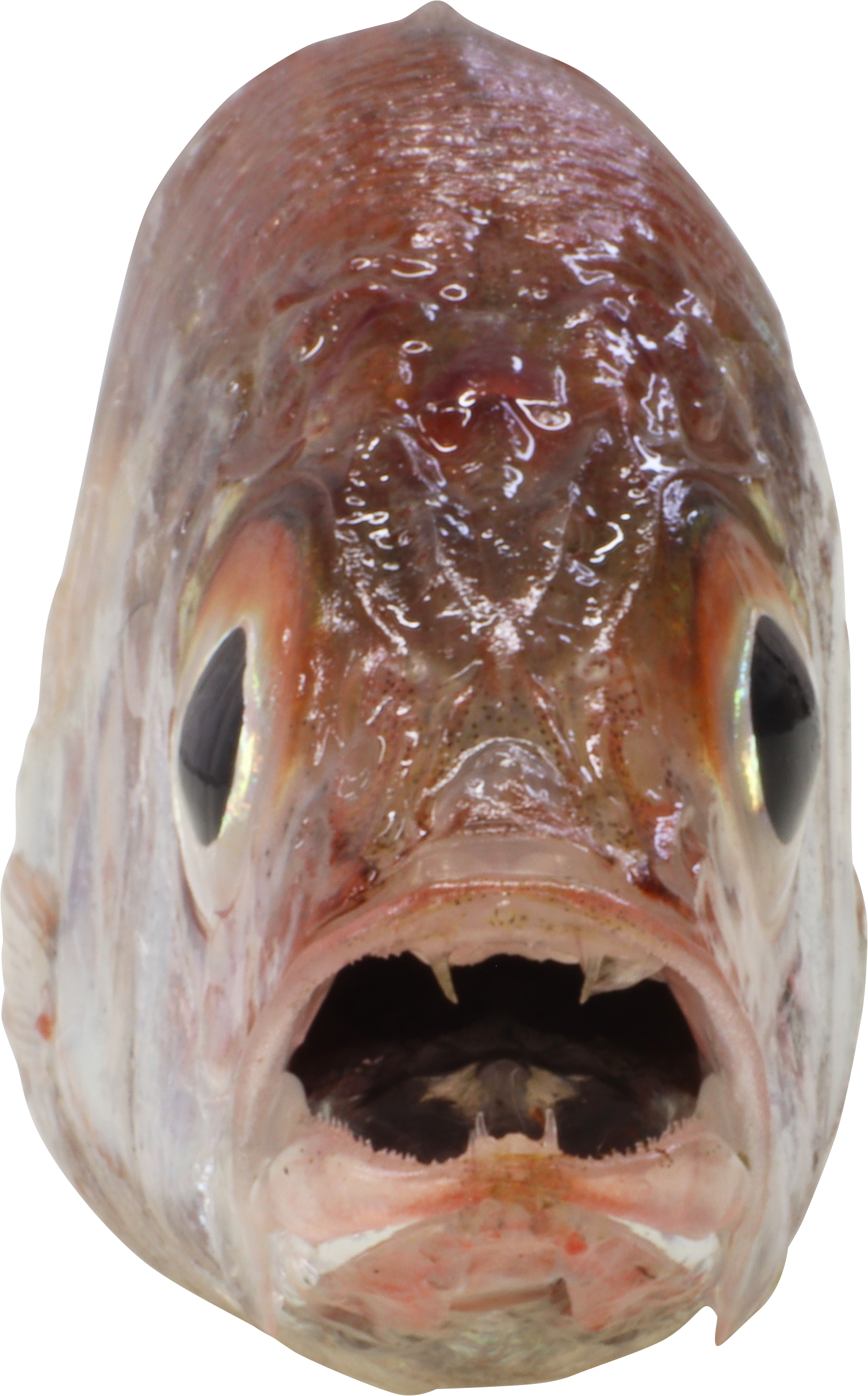 ホタルジャコの正面 口の奥が黒い